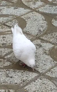 کفتر