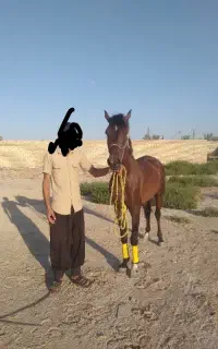 اسب