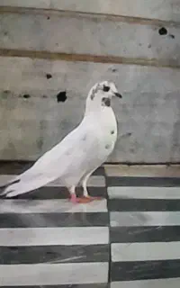 ۱جفت کبوتر فروشی
