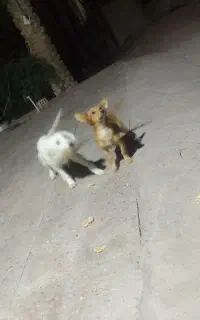 سگ پا کوتاه