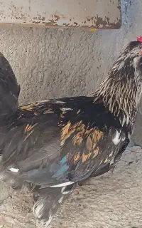 خروس گلین اصل ۴۰ تاج