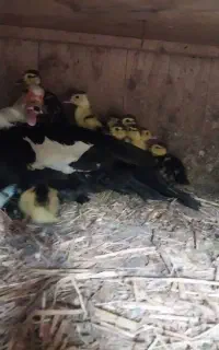 10 عدد جوجه اردک اسرائیلی