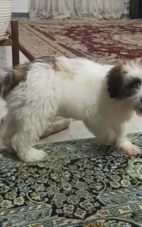 سگ  شیتزو تریر