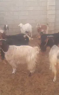بز داشتی جوان جفتی ۳۴میلیون