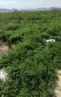 علف زعفران