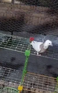 کفتر‌