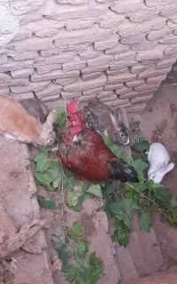 خرگوش