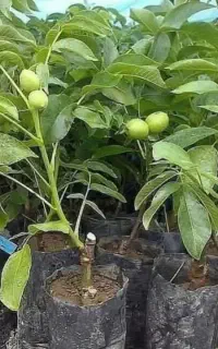 نهالستان تک نهال میاندواب