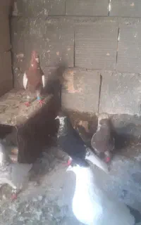 رنگه اس