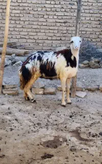 بره ماده پلنگی پوست گاوی خال سیاه