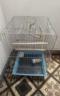 قفس عروس هلندی