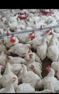 کود مرغ گوشتی لیکک بهمئی