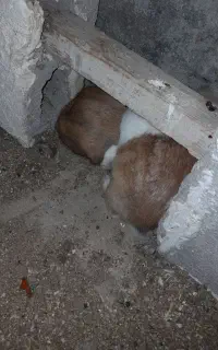 خرگوش
