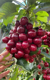 رقم اصلاح شده