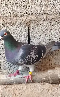 کبوتر مسافتی