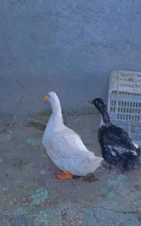 اردک