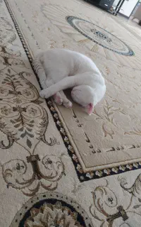 گربه سفید