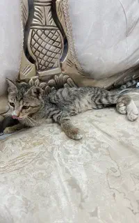 واگذاری بچه گربه