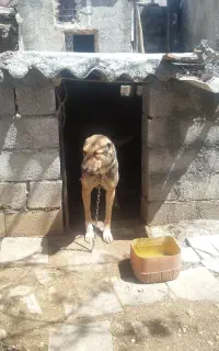 پژدرماده سفت ادمی