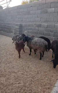 ۲۱ میش جوان