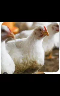 جوجه