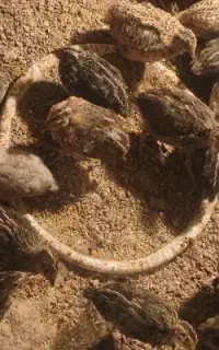 بلدرچین ۲۰ روزه تخم گذار