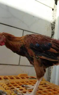 جوجه محلی اصل ۸۵۰