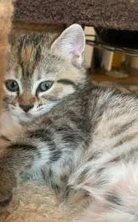 گربه