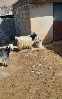 فروش بز،۱۴ راس درجه یک داشت