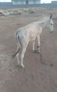 خر فروشی