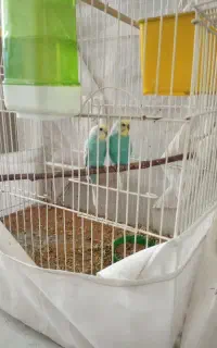 مرغ عشق وعروس هلندی