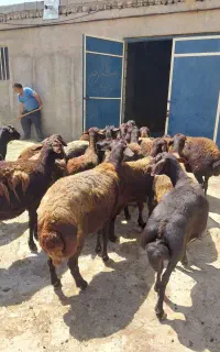 ۲۰ راس میش دشتی دو دندان چهار دندان