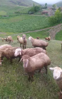 بره نر الیام