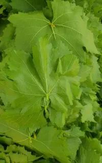 برگ انگور
