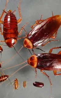 سم ساس،سوسک،کنه،کک