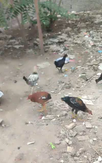 ۸عدد جوجه معلی