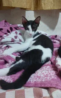 واگذاری بچه گربه