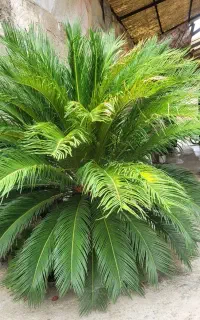 گل سیکاس