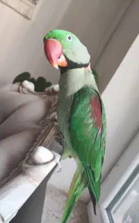 شاه طوطی نر دستی سایز بزرگ