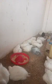 فروش مرغ گوشتی