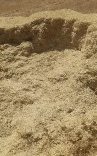 کاه گندم