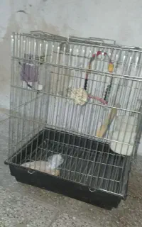 قفس پرنده