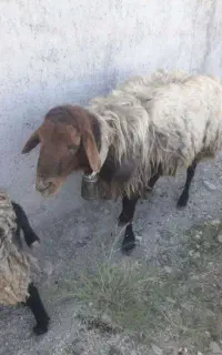 میش بره قوچ بز بزغاله
