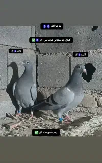 جوجه کبوتر مسافتی