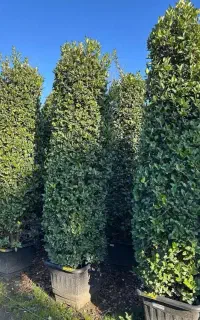 فروش یاس هلندی ( هرمی و پیوندی )