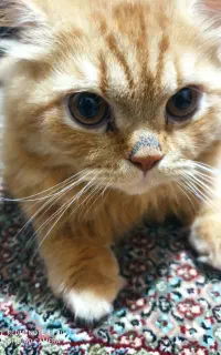 گربه پرشین 7 ماهه