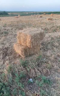 فروش کلش گندم