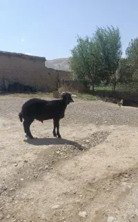 بره قوچ همو
