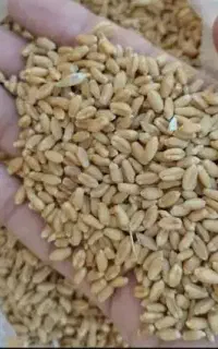 فروش گندم امسال