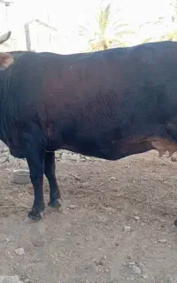 گاو برانسوی